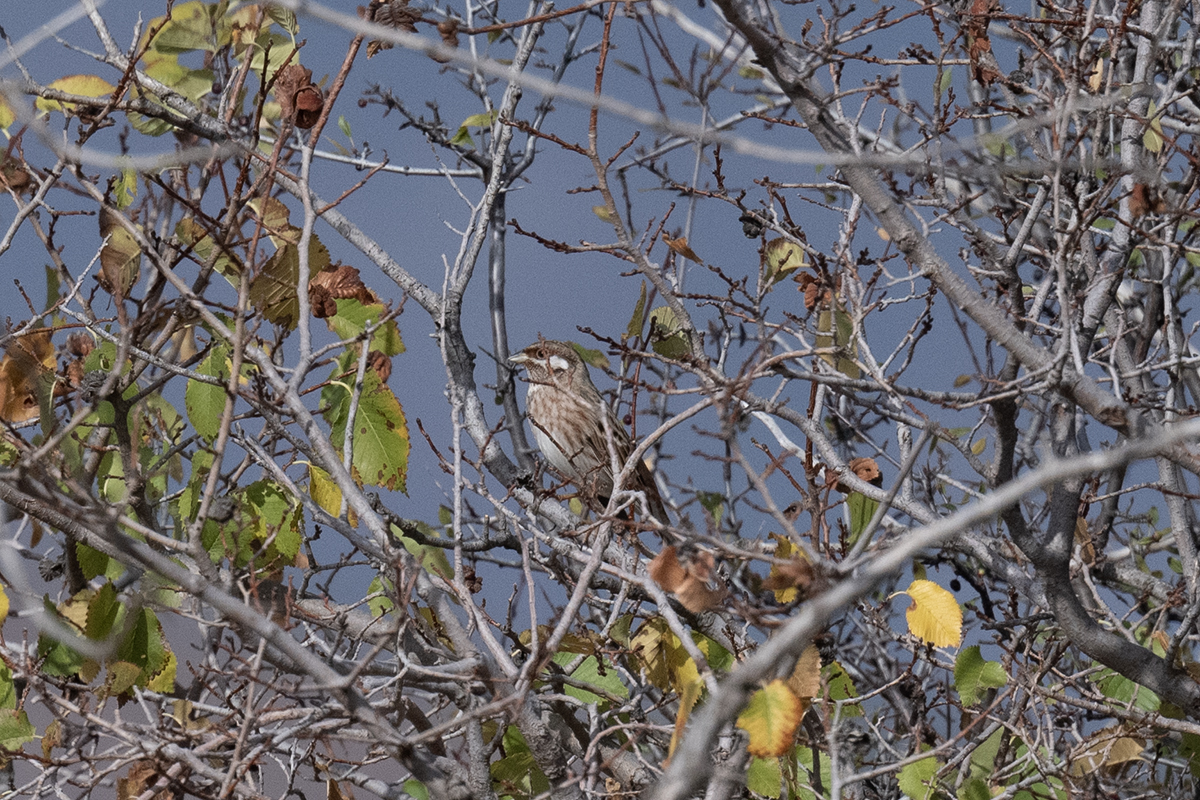 Pine Bunting